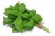 Herbal Remedies For Kidney Stones